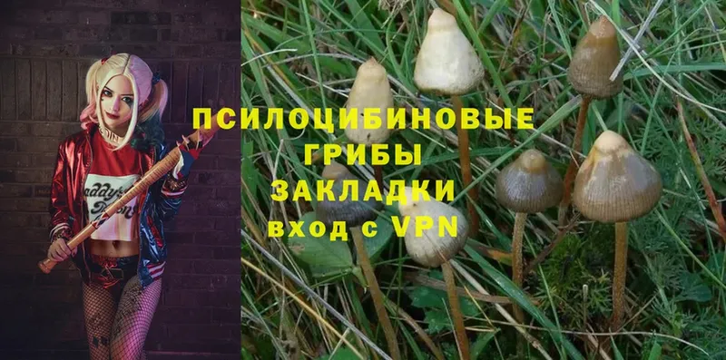 Псилоцибиновые грибы Cubensis  Белогорск 